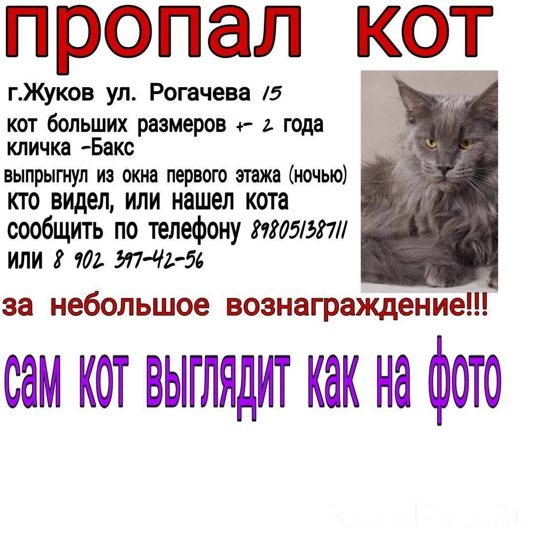 Кошка убежала из дома, как найти, что делать