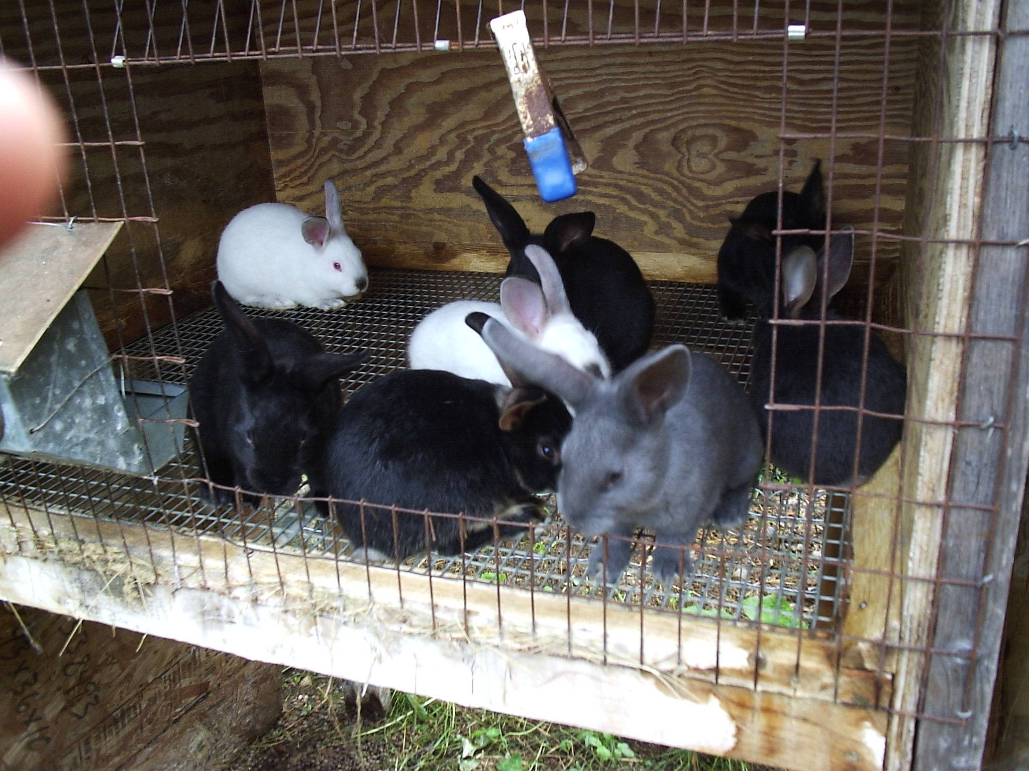 Разведение декоративных кроликов в домашних условиях для начинающих с нуля