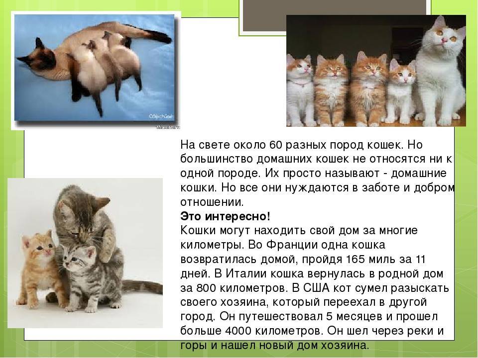 Варианты приучения кошки к новому месту жительства и хозяину, примеры разных пород