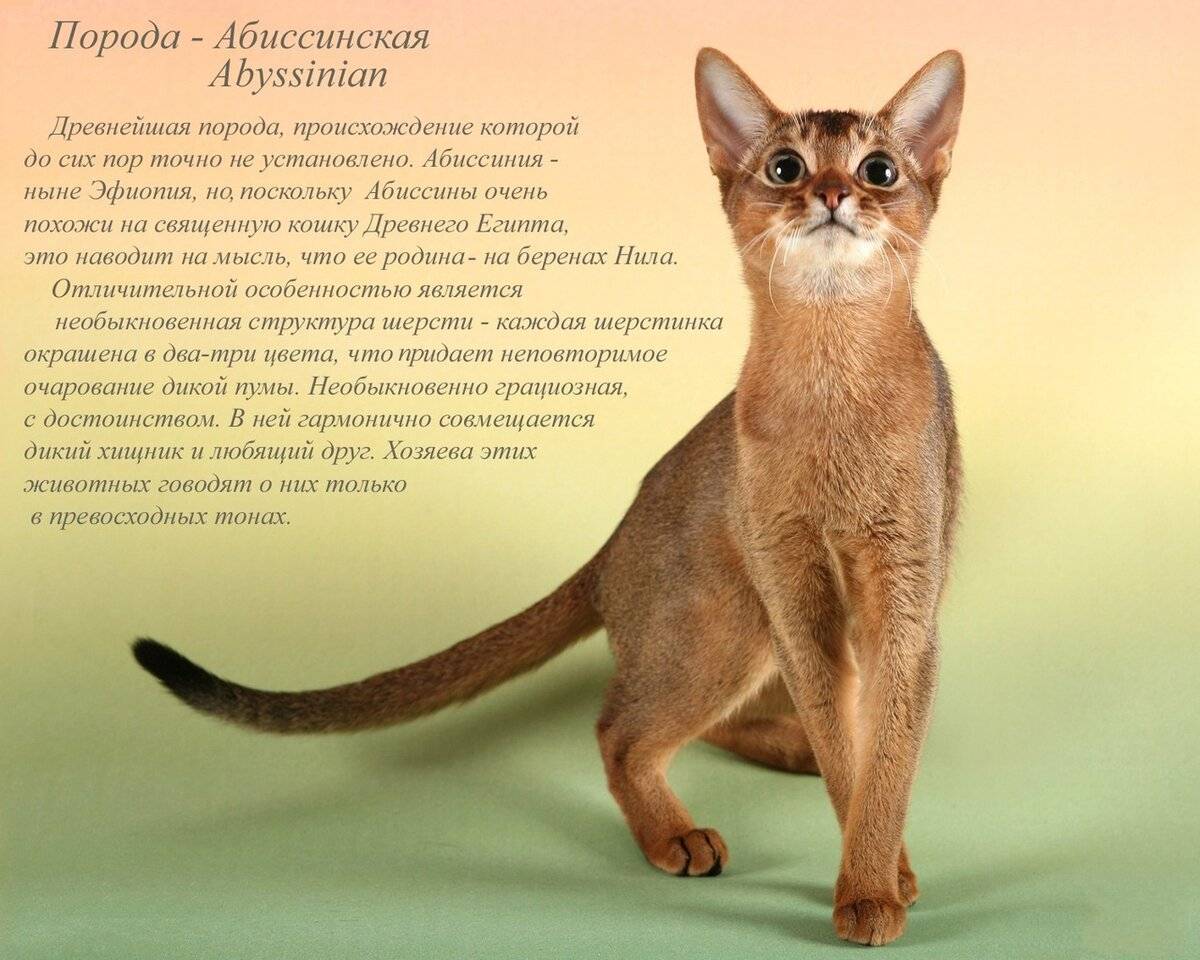 Абиссинская кошка (абиссинец): фото, описание породы и характера, поведение, окрас, корм, аллергия, сколько стоит