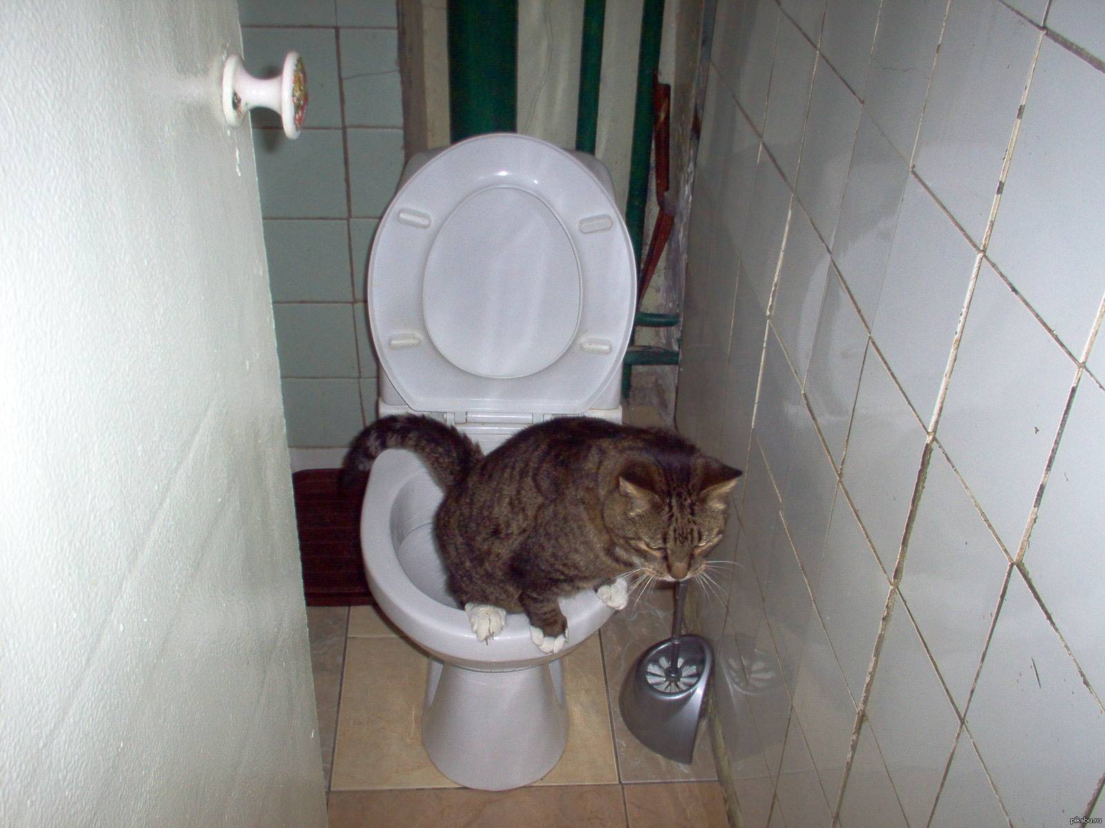 Кот не может сходить в туалет по большому: причины и как помочь в домашних условиях