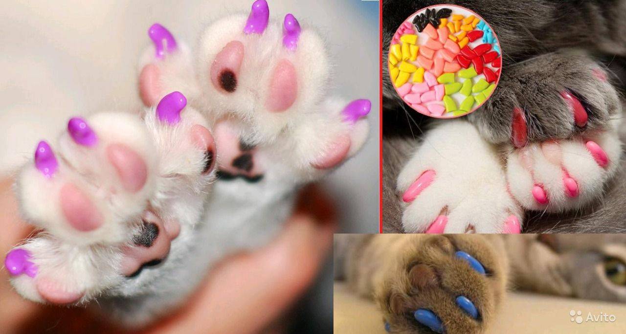 Антицарапки для кошек: плюсы и минусы накладок на когти