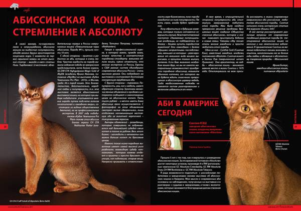 Правильное воспитание кошек: советы для хозяев