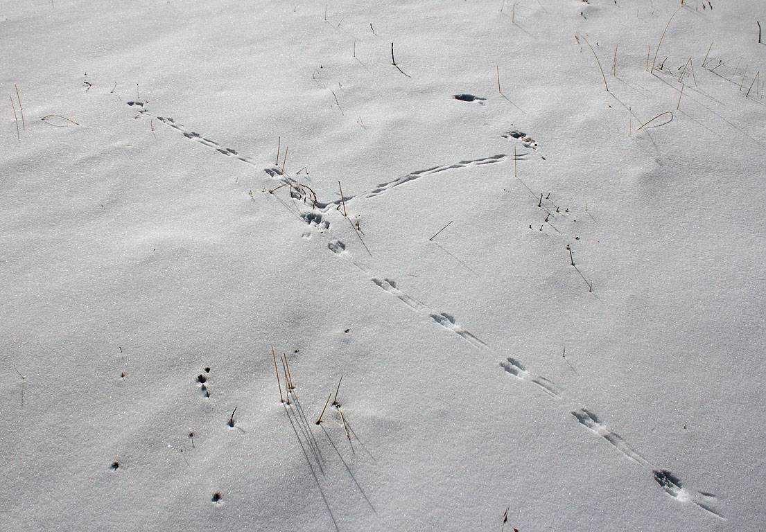 По следу крысы 2. Следы полевки. Следы мыши полевки на снегу. Следы мыши полевки. Мышка-полёвка след на снегу.