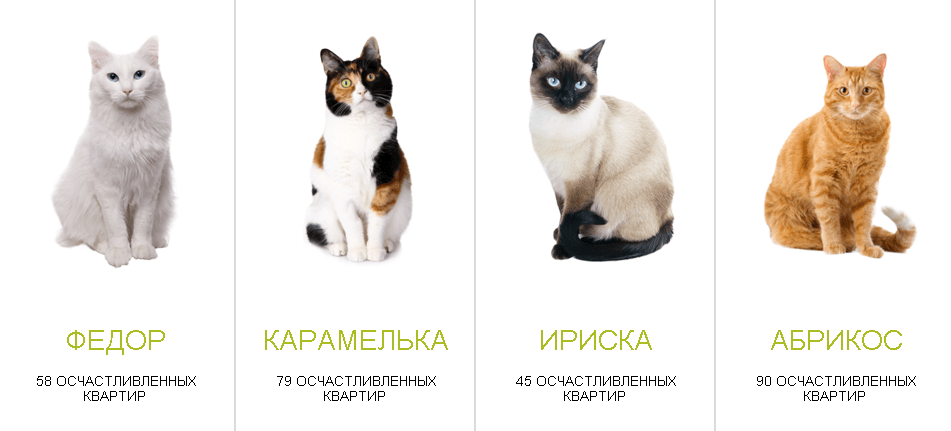 Какую породу кошек выбрать