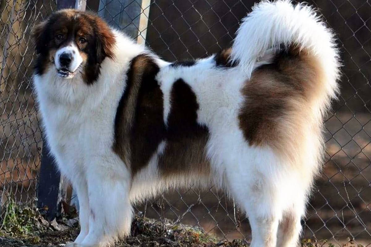 Торньяк – энциклопедия о собаках