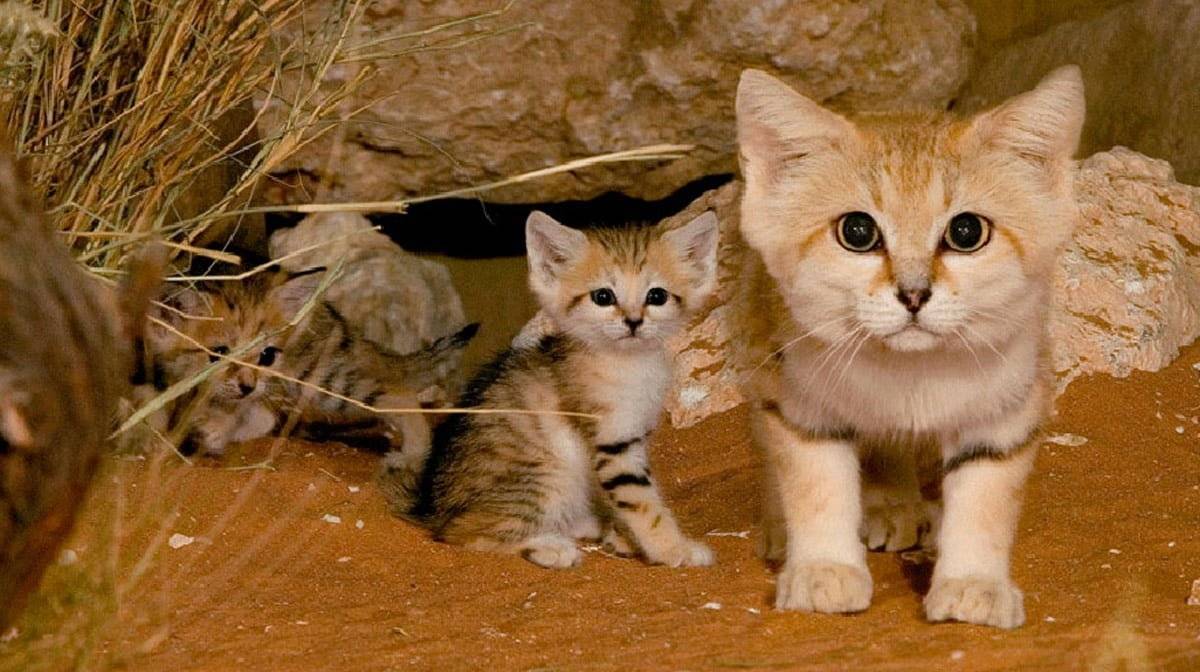 ᐉ барханный кот (песчаный): ареал обитания и образ жизни дикой кошки, характер и повадки, содержание в неволе - kcc-zoo.ru