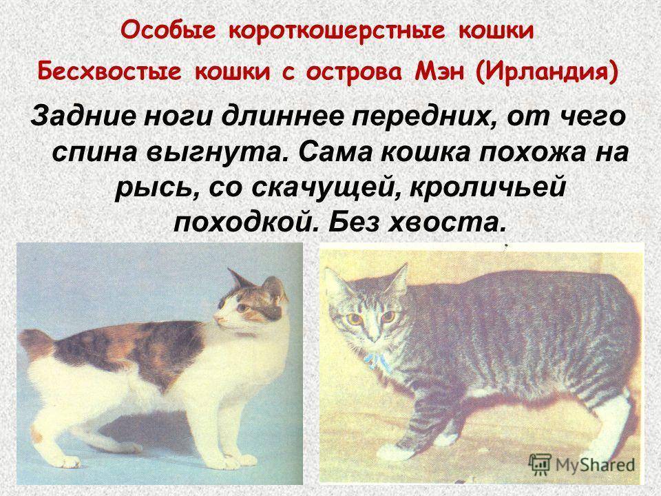 Кошки европейские: описание породы, характер, особенности ухода, история