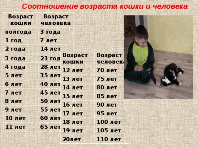 Сколько лет живут кошки в домашних условиях, как определить возраст кота, в том числе по человеческим меркам