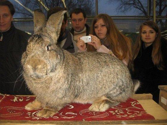 Самый большой и самый маленький кролик в мире: фото и видео обзор
самый большой и самый маленький кролик в мире: фото и видео обзор