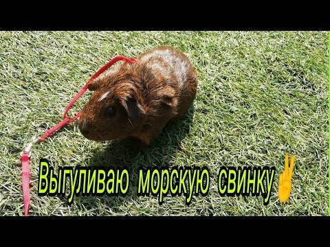 Учимся правильно играть с морскими свинками