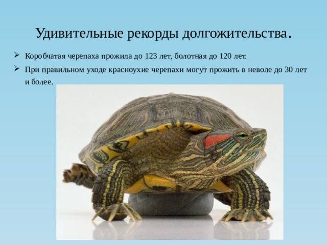 Красноухая черепаха в домашних условиях: содержание от а до я