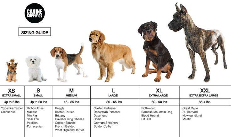 До какого возраста растут собаки мелких, средних и крупных пород