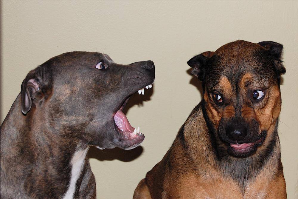 Собака кусает хозяина – что делать при агрессии к знакомым людям