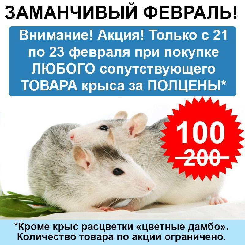 Сколько стоит домашняя крыса в зоомагазине или по объявлению
