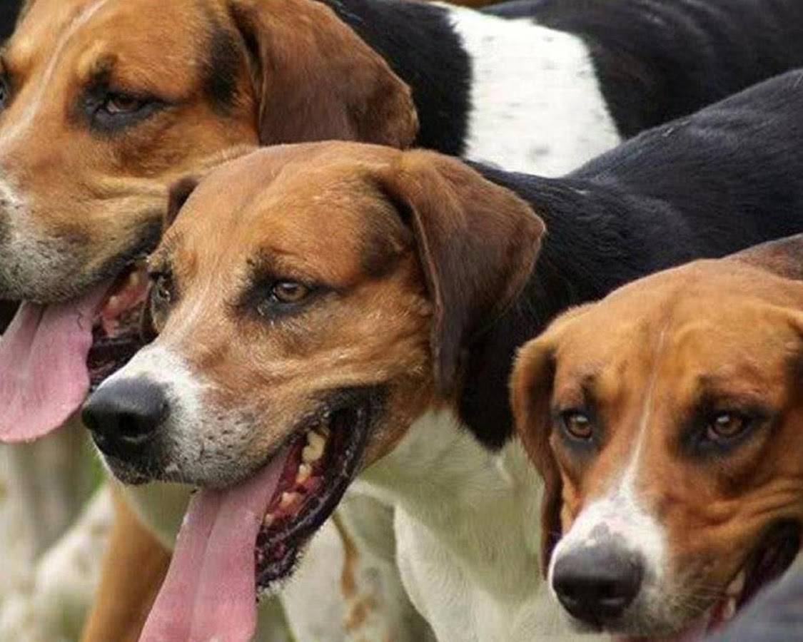 ᐉ английский фоксхаунд: описание породы собак и ее характер - kcc-zoo.ru