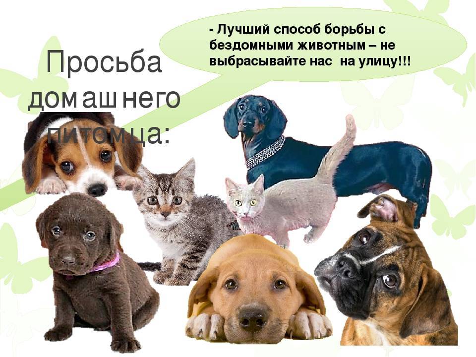 6 способов как помочь бездомным собакам, не подбирая всех домой
