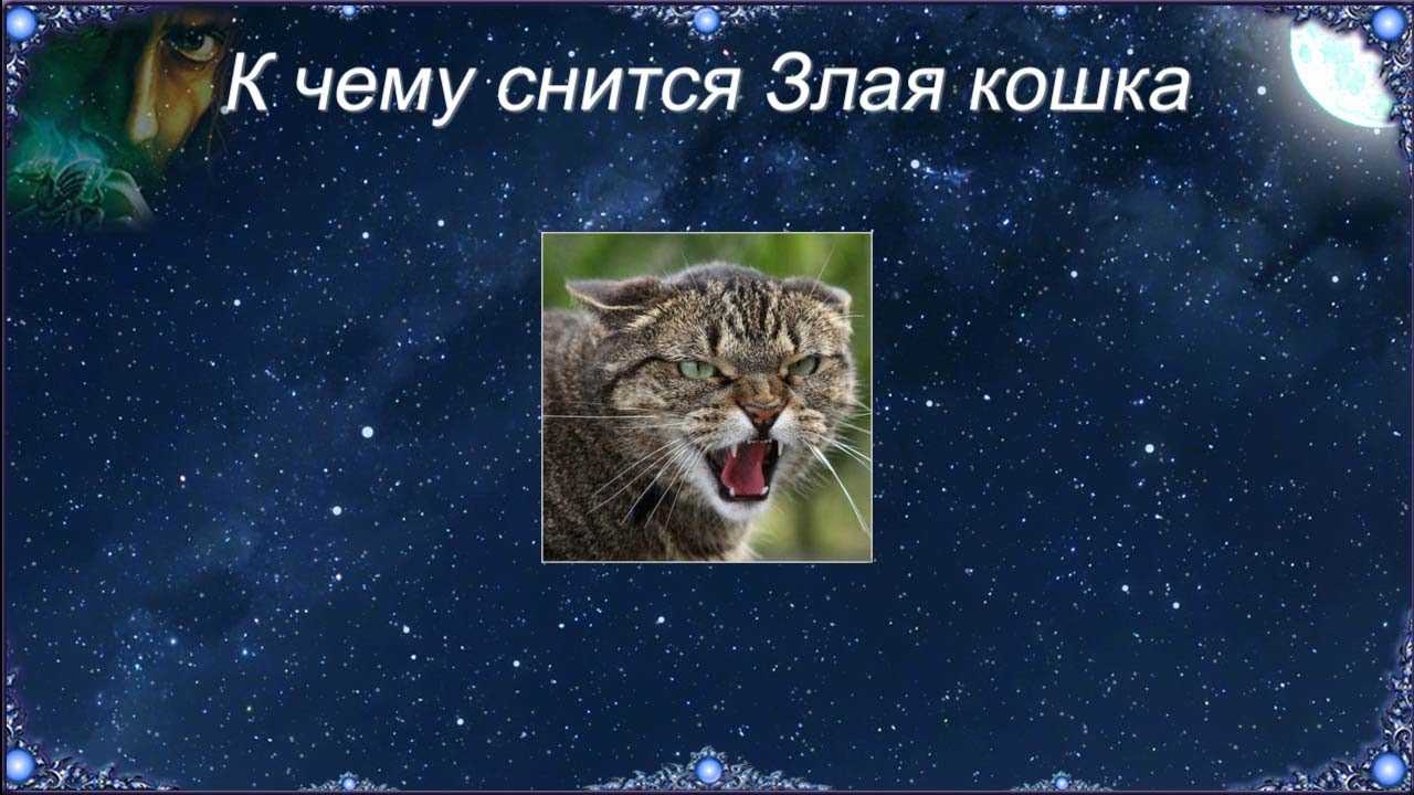 Кошка нападает: толкование нападение котов по сонникам