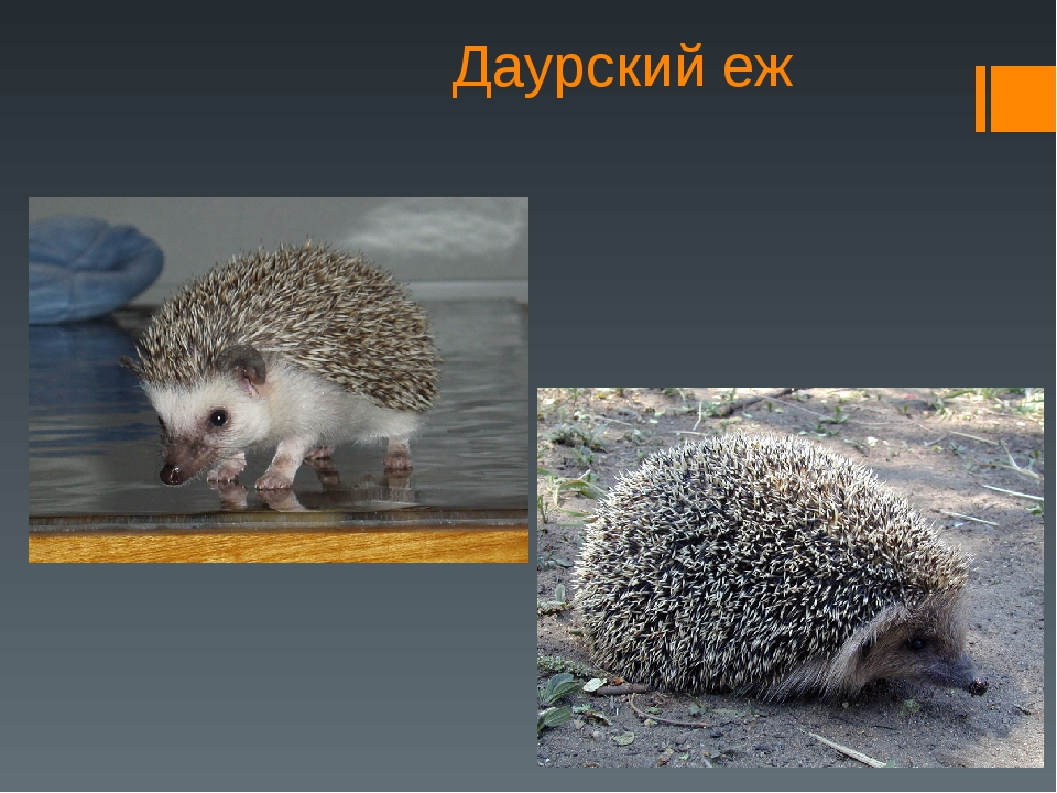 Даурский еж (красная книга) - фото, краткое описание
