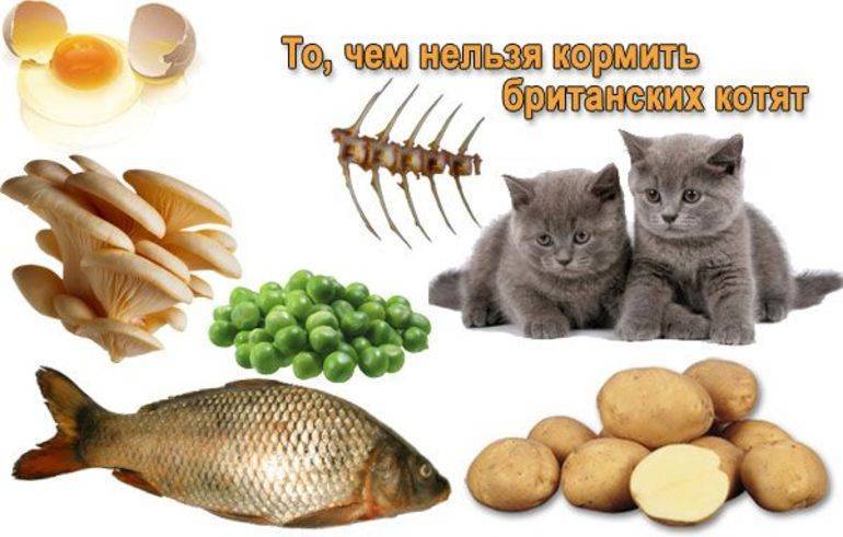 Какие продукты давать кошке. Еда для кошек. Полезные продукты для кошек. Питание котенка. Котенок на диете.