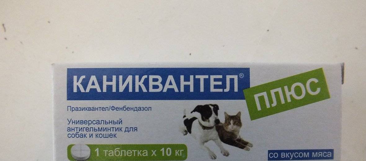 Каниквантел: таблетки от глистов для собак