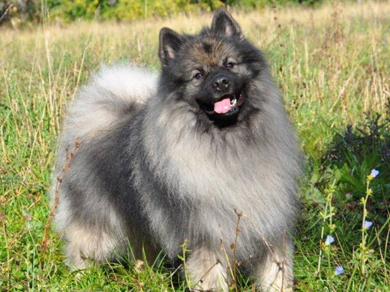 Собака кеесхонд — описание породы, характер и недостатки