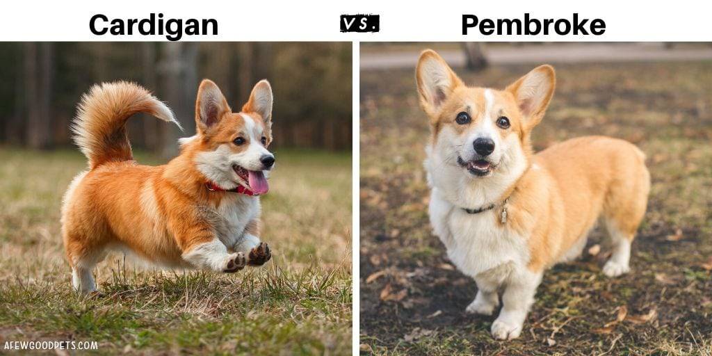 Основные отличия пород собак вельш-корги-кардиган и пемброк