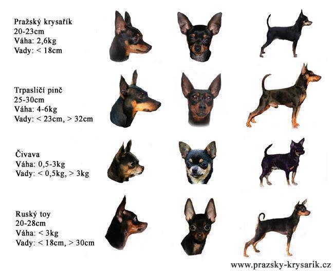 Все о цвергпинчерах: вес, окрасы миниатюрных пинчеров, характер собаки