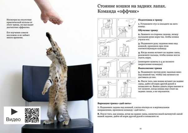 Как дрессировать кота в домашних условиях: простые правила и команды, чтобы научить котенка трюкам