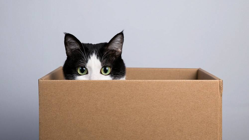 Почему коты любят коробки и пакеты?