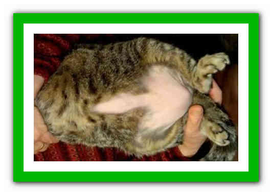 Асцит брюшной полости у кошек: симптомы, причины, лечение, прогноз