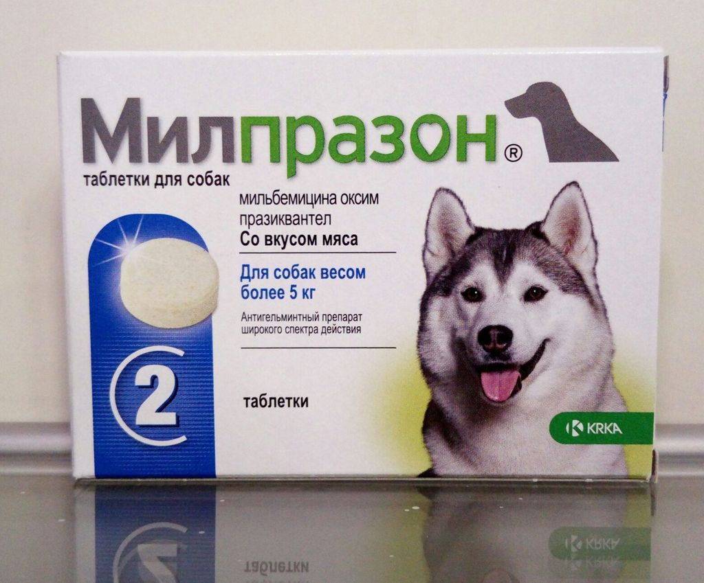Таблетки от глистов «милпразон»: как давать собаке