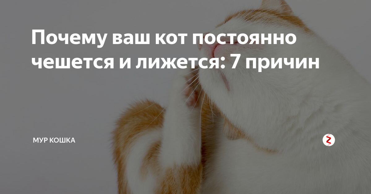 Почему кот постоянно чешется и вылизывается?