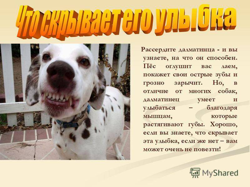 Далматин (далматинец) — описание породы собаки с фото