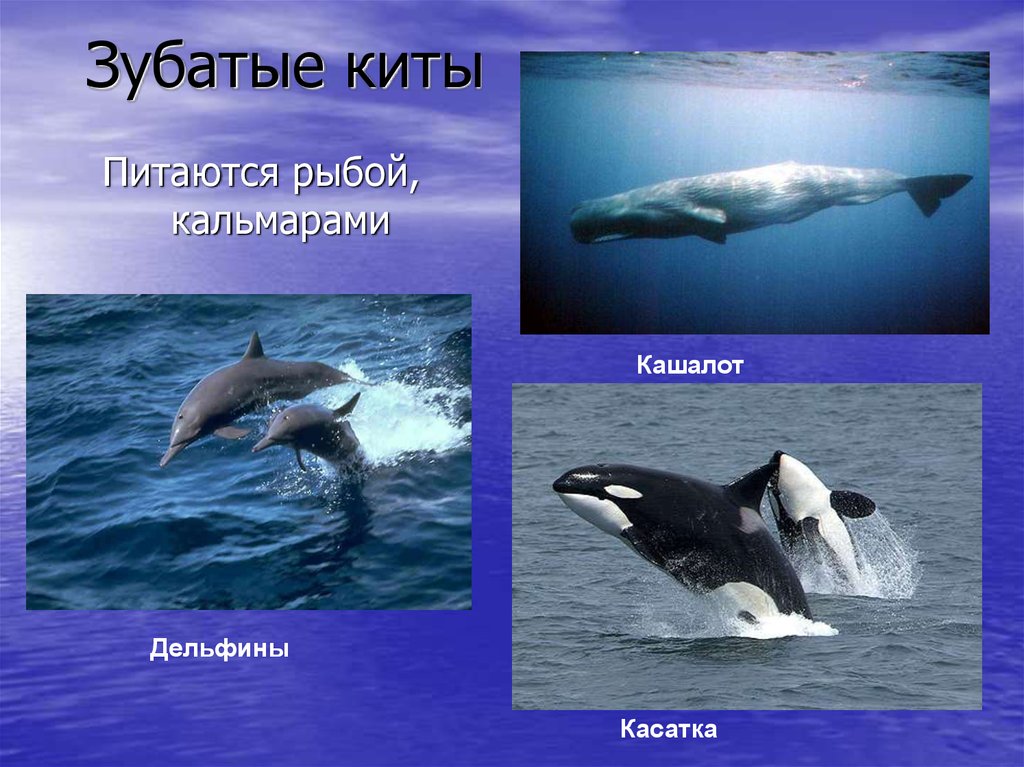 ???? кит это рыба: к какому классу относится, существующие виды