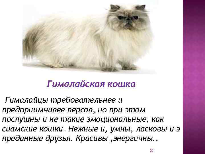 Гималайская кошка — описание происхождения, характер, уход и содержание гималайских кошек (85 фото)