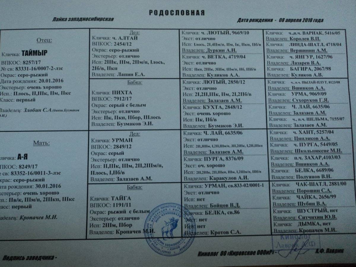 Клички для собак породы лайка: основные секреты выбора