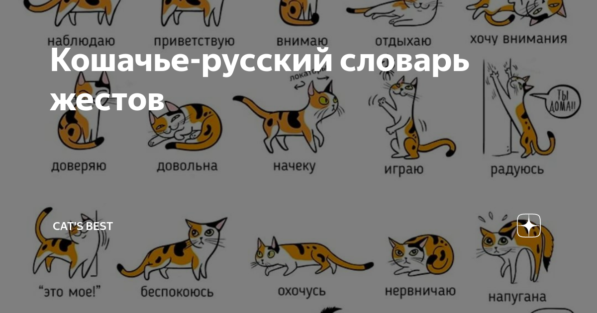 Как понять кошачий язык? :: syl.ru