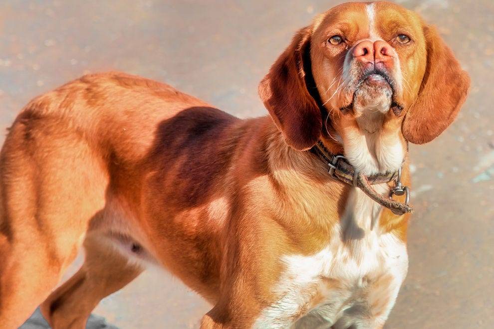 Каталбурун порода собаки. описание, особенности, виды, характер и фото каталбуруна | животный мир