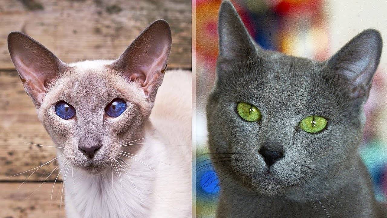 Самые умные породы кошек: описание и фото