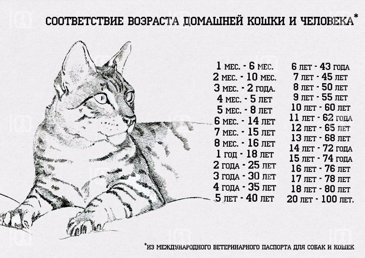 Возраст кошки по человеческим меркам - таблица. сопоставление возраста кошки и человека