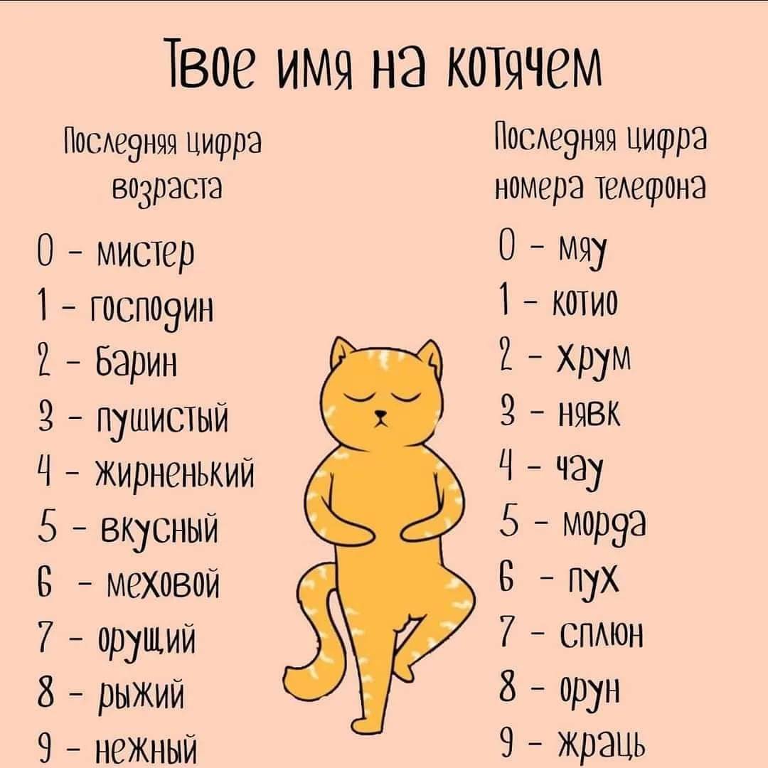 Милые имена и клички для кошки девочки
милые имена и клички для кошки девочки