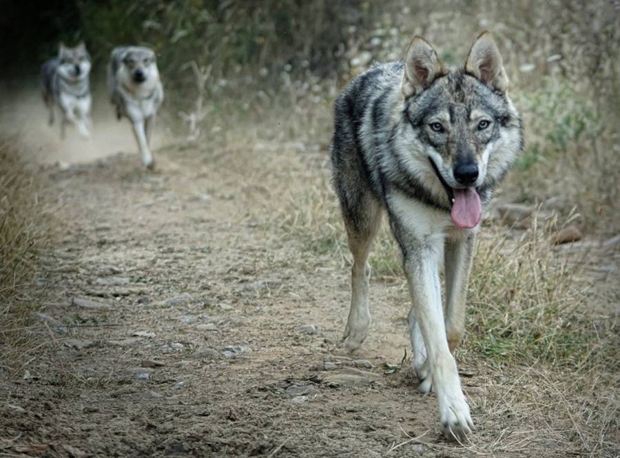 Чехословацкая волчья собака: история и стандарт породы, характер, здоровье, уход и содержание (+ фото и видео) | ваши питомцы