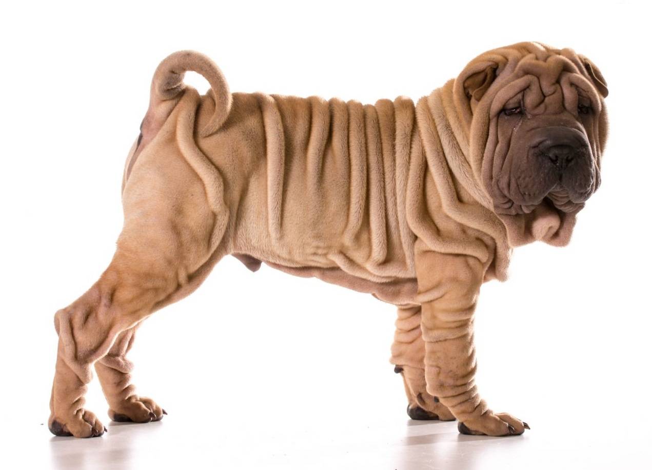 ᐉ собаки со складками — название морщинистых пород, фото, описание - getzoofood.ru