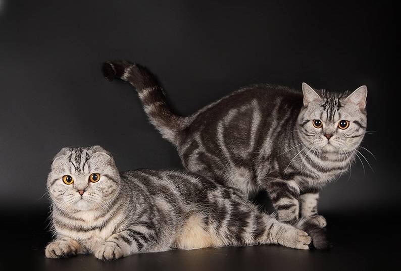 Шотландская прямоухая кошка: описание породы с фото — pet-mir.ru