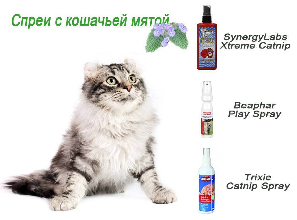 Можно ли кошкам мяту