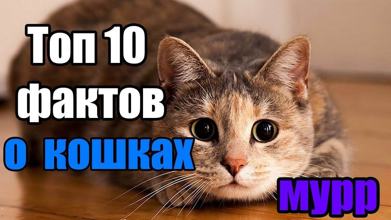 Советы, статьи и интересные факты о кошках