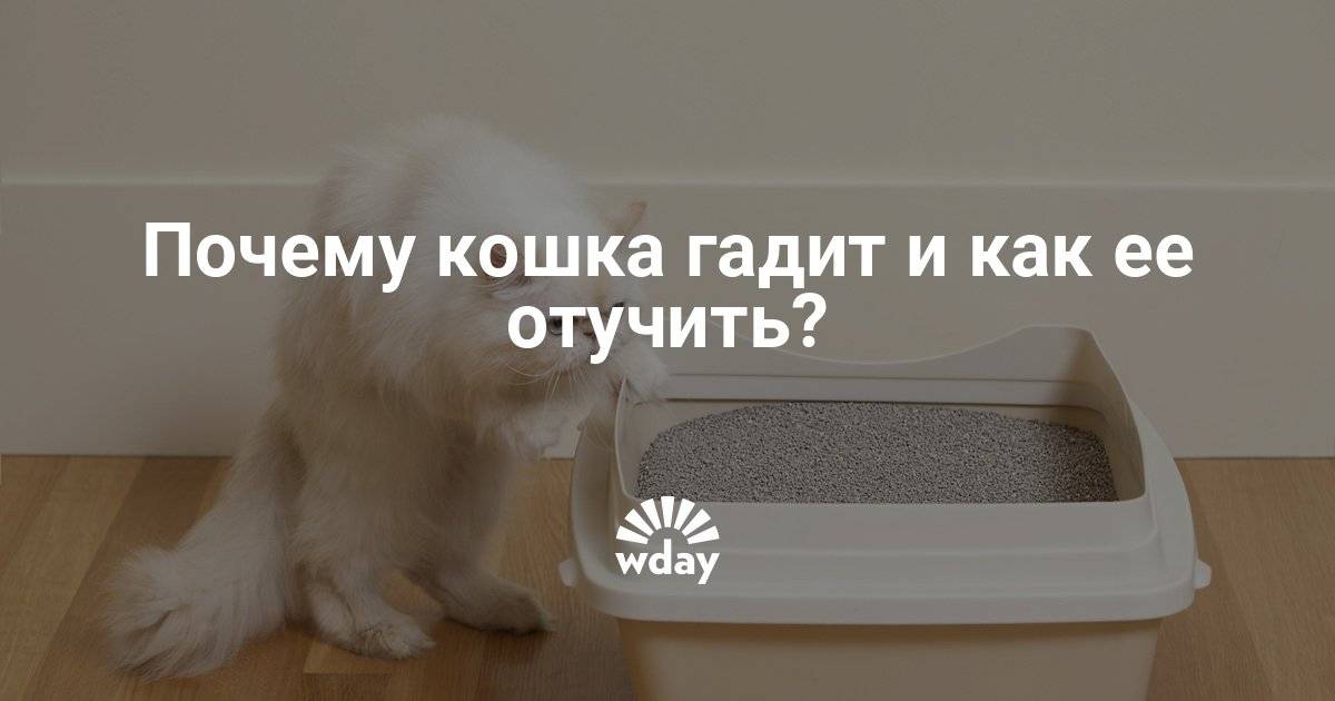 Почему кошка начала писать на одеяло на кровати и что делать владельцу