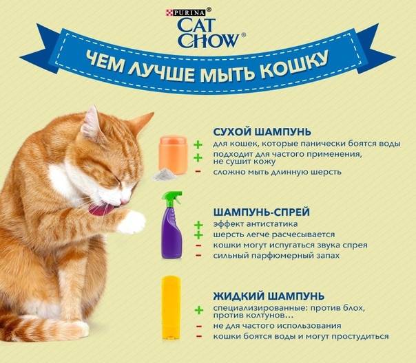 Как ухаживать за котенком: основы кормления и гигиены