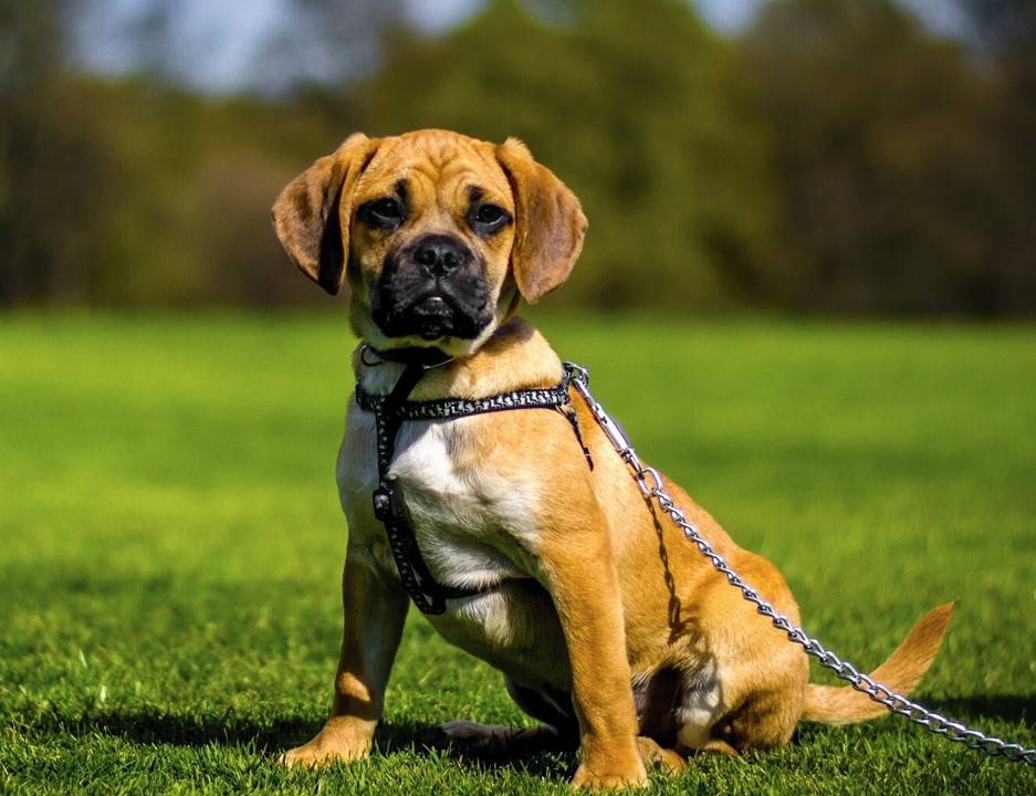 ᐉ описание породы собак пагль с отзывами владельцев и фото - zoogradspb.ru